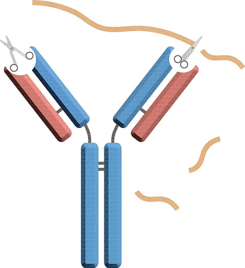 Katalytische Antikörper und ihr Beitrag zur Demyelinisierung
